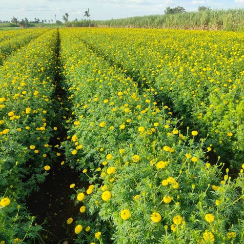 WhatsApp Image 2026-02-12 at 3.49.09 PM